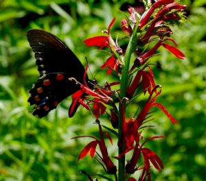 What’s Blooming at WVBG